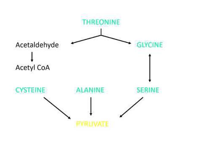 Catabolism of amino acids.