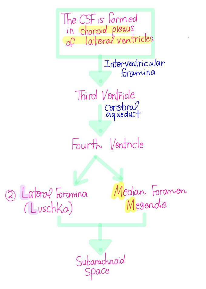 Cranial - Spinal Fluid