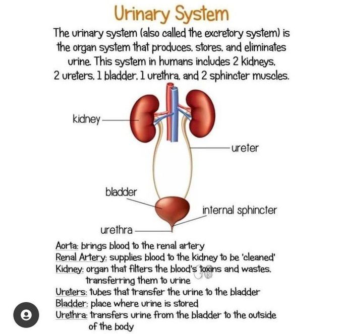 Urinary system