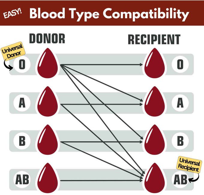 Blood Type Compatibility