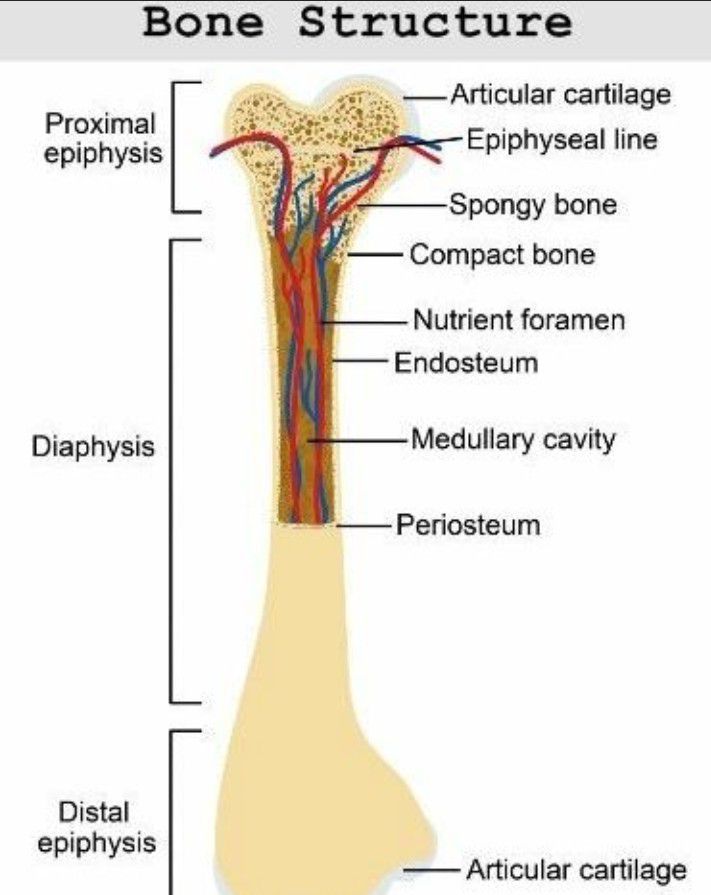 bone-structure-medizzy