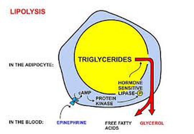 Lipolysis