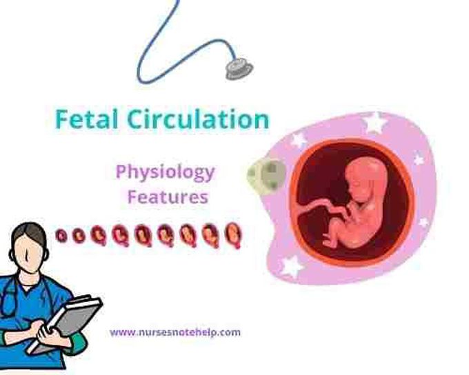 Fetal Circulation Physiology and Features by Nurses Note