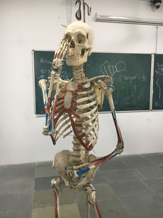 Skeleton