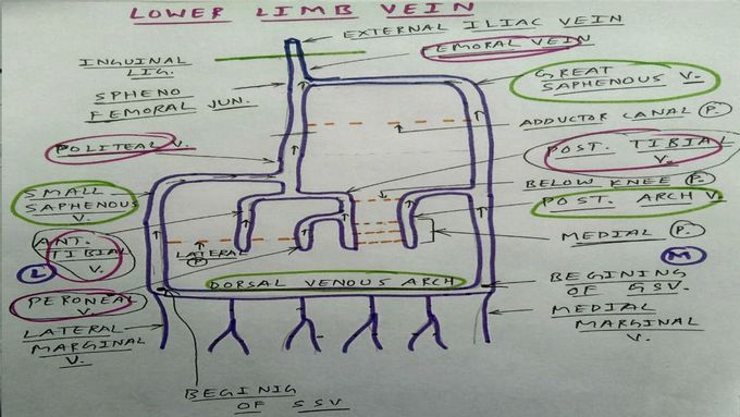 Veins of Lower Limb (diagram )💣 , PART - 3/3
