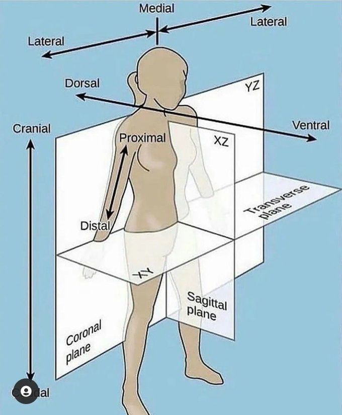 labeled anatomical position diagram