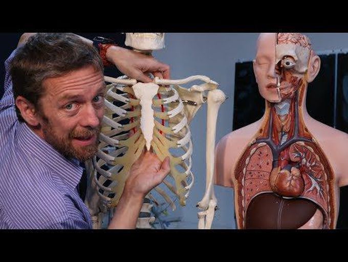Internal and lateral thoracic (or mammary) arteries