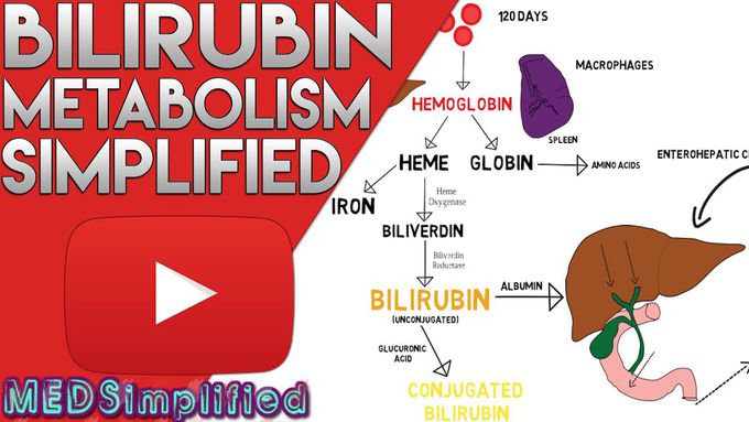 Bilirubin Metabolism Simplified
