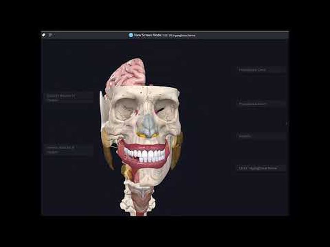 Course and Clinical Relevance of Hypoglossal Nerve