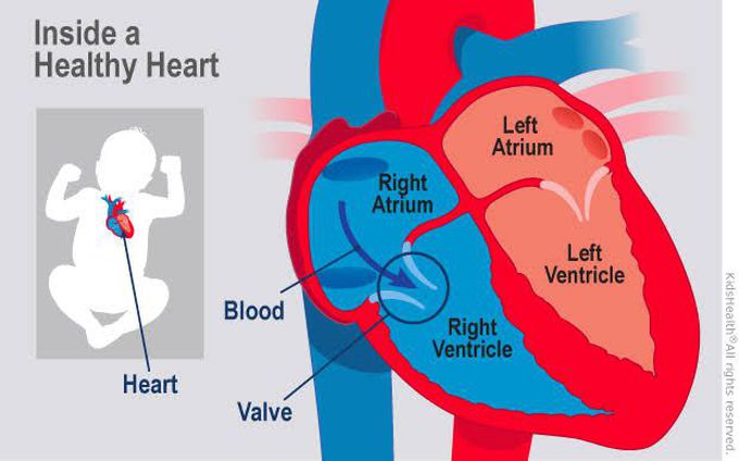 Atria and Ventricles