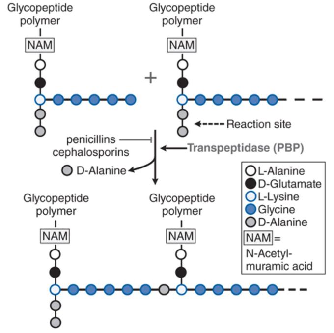 Penicillin mode of action