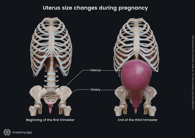Changes in uterus in pregnancy