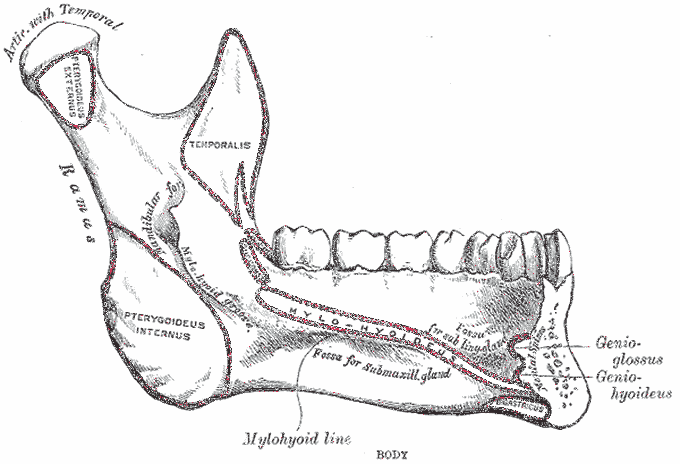 Mylohyoid ridge