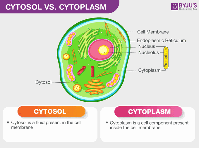 Cytosol