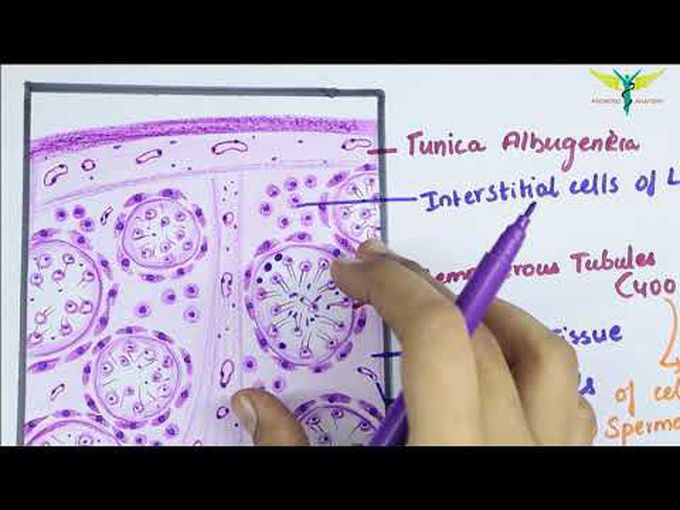 Histology- Testis