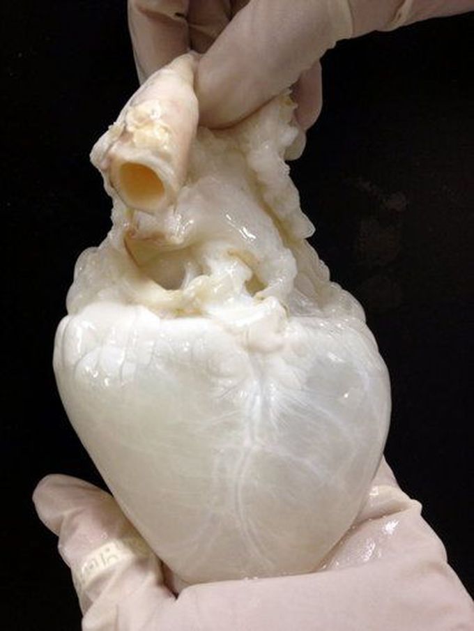 The Ghost heart