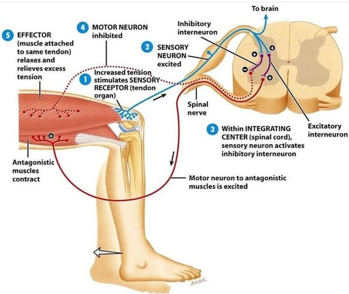 Stretch Reflex