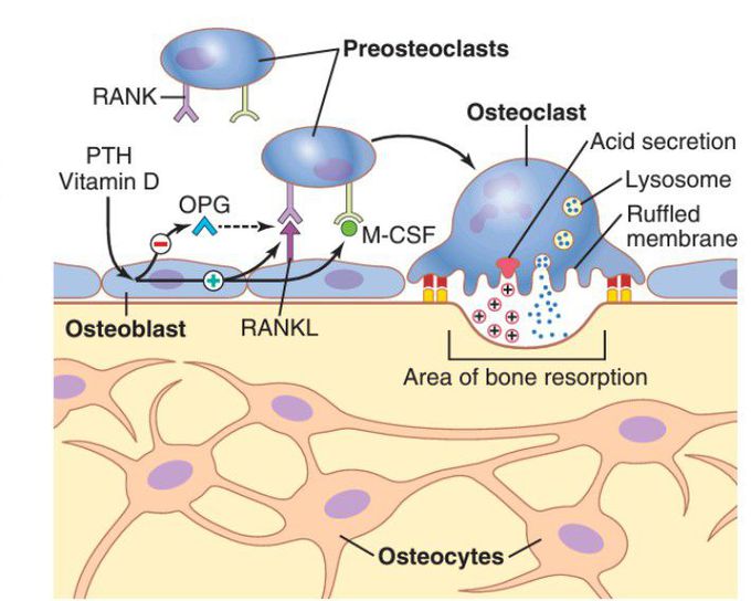 Bone resorption by osteoclasts