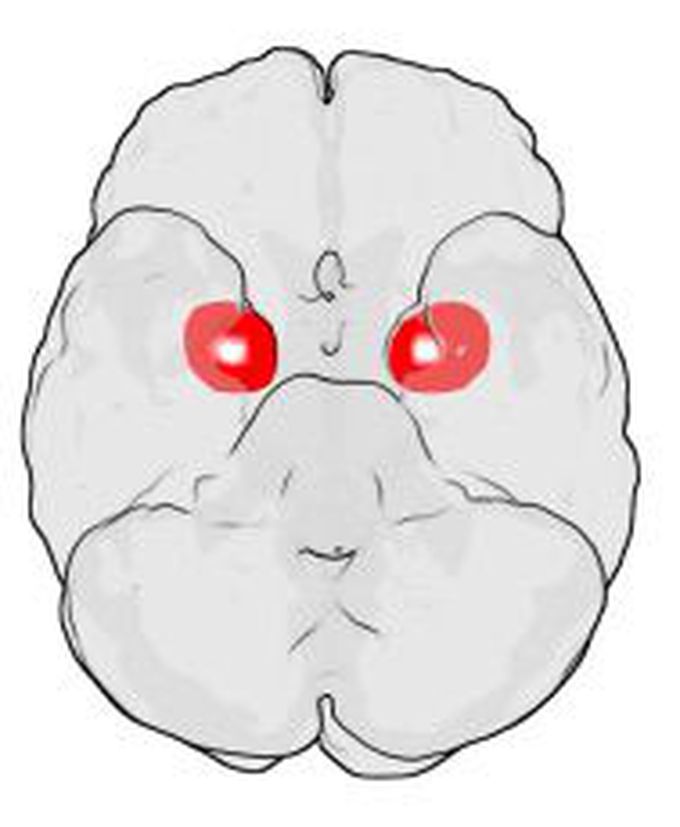 The Amygdala (Happy, Sad, Scary)