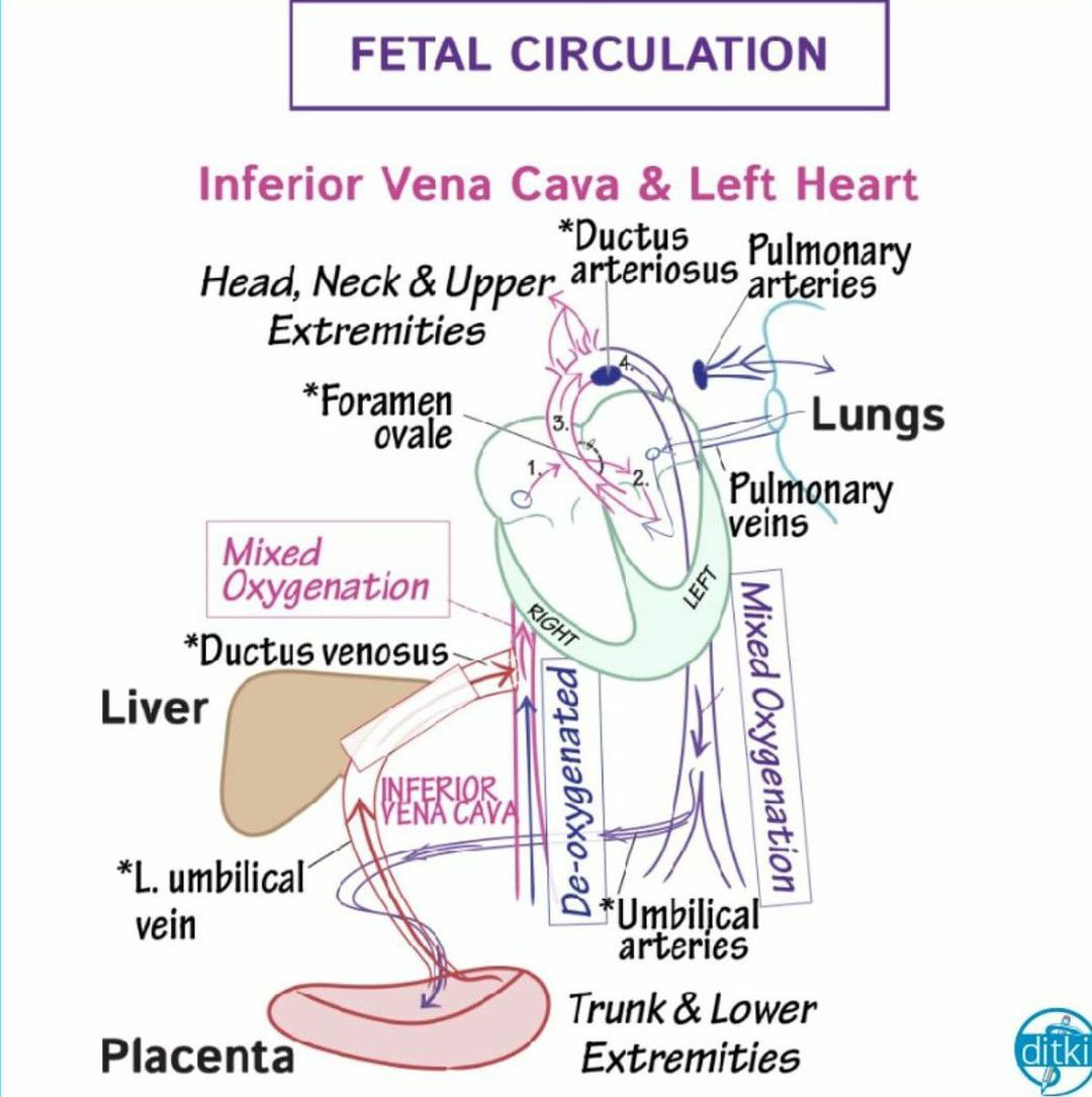 fetal heart circulation pathway