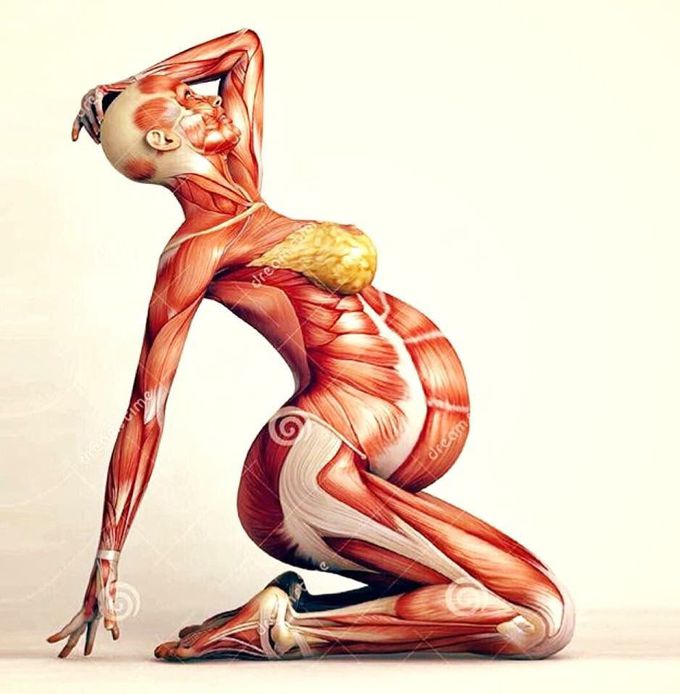 Muscle of pregnant woman 😉