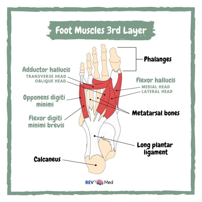 Foot Muscles - 3rd Layer