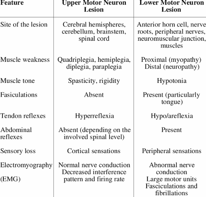 Upper Motor Neuron and Lower Motor Neuron lesions