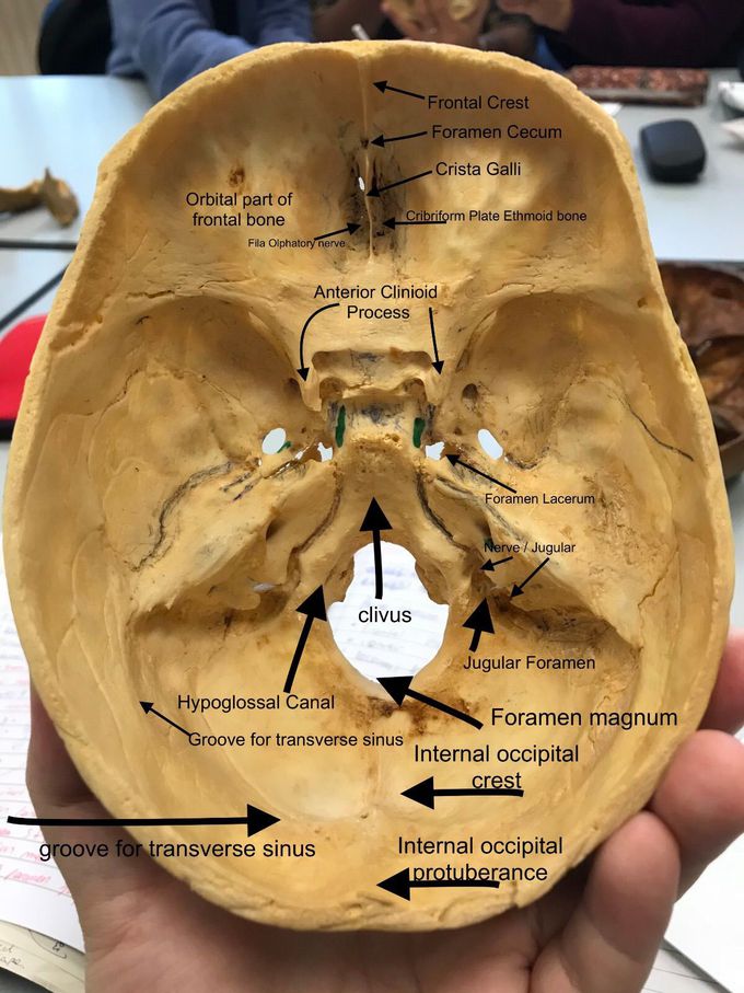 Internal view cranium anatomy part 3