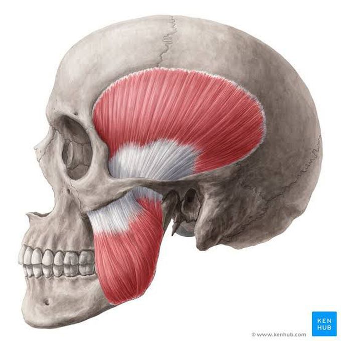 Muscle of mastication