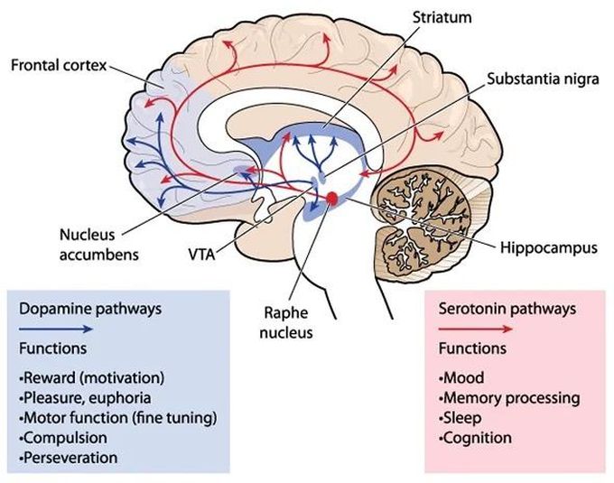 Dopamine and Serotonin pathways