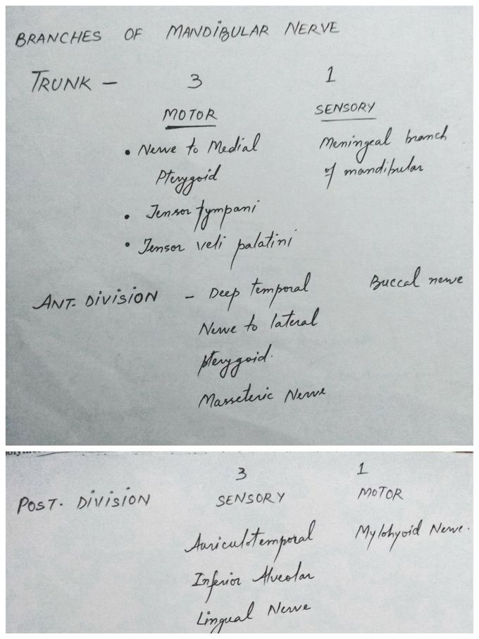 Mandibular Nerve branches