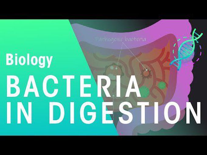 Role of bacteria in digestion
