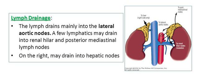 Lymphatic drainage of adren gland.