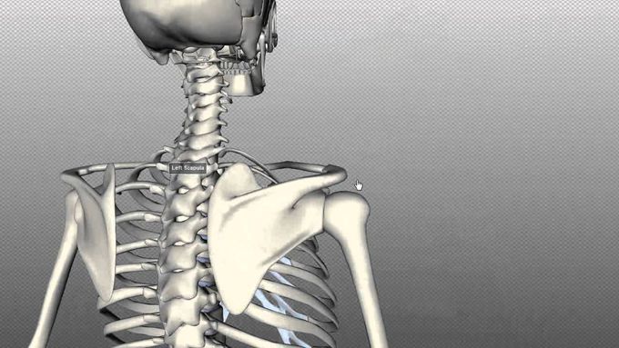 Scapula and Clavicle - Shoulder Girdle - Anatomy Tutorial