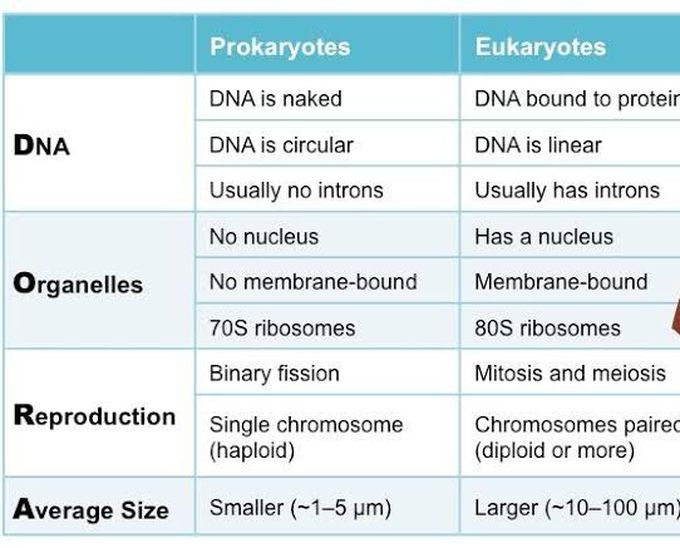 Prokaryotic vs eukaryotic cells
