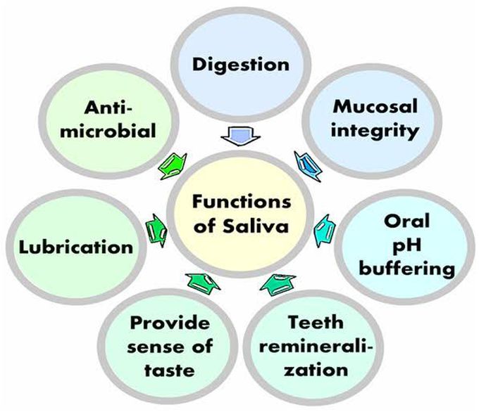 Function of Saliva