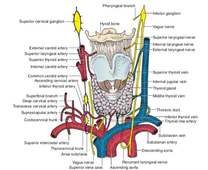 Neck Anatomy - MEDizzy