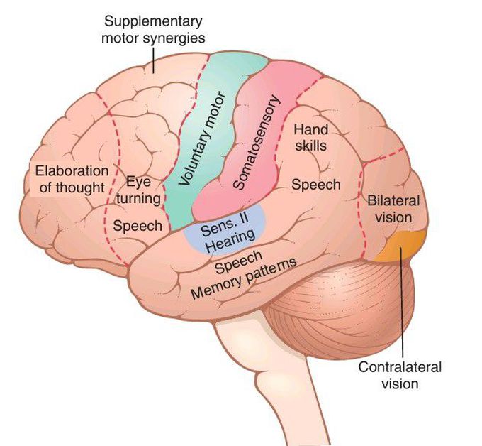 Cerebral cortex