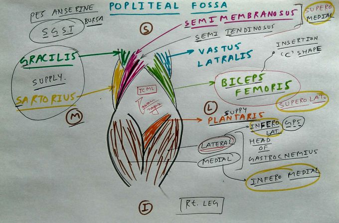 Popliteal Fossa
