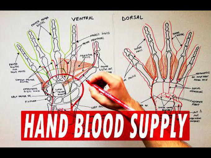 Blood Supply of the Hand- Arterial Arches