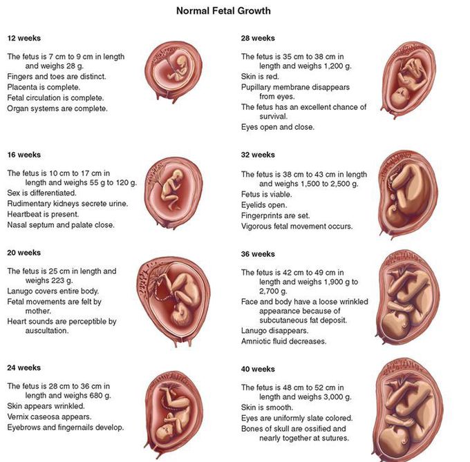 Fetal Growth 🤰🏻👶🏻