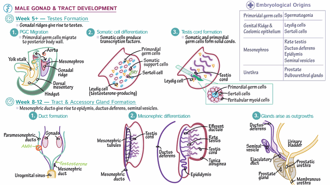 Male Gonads Development