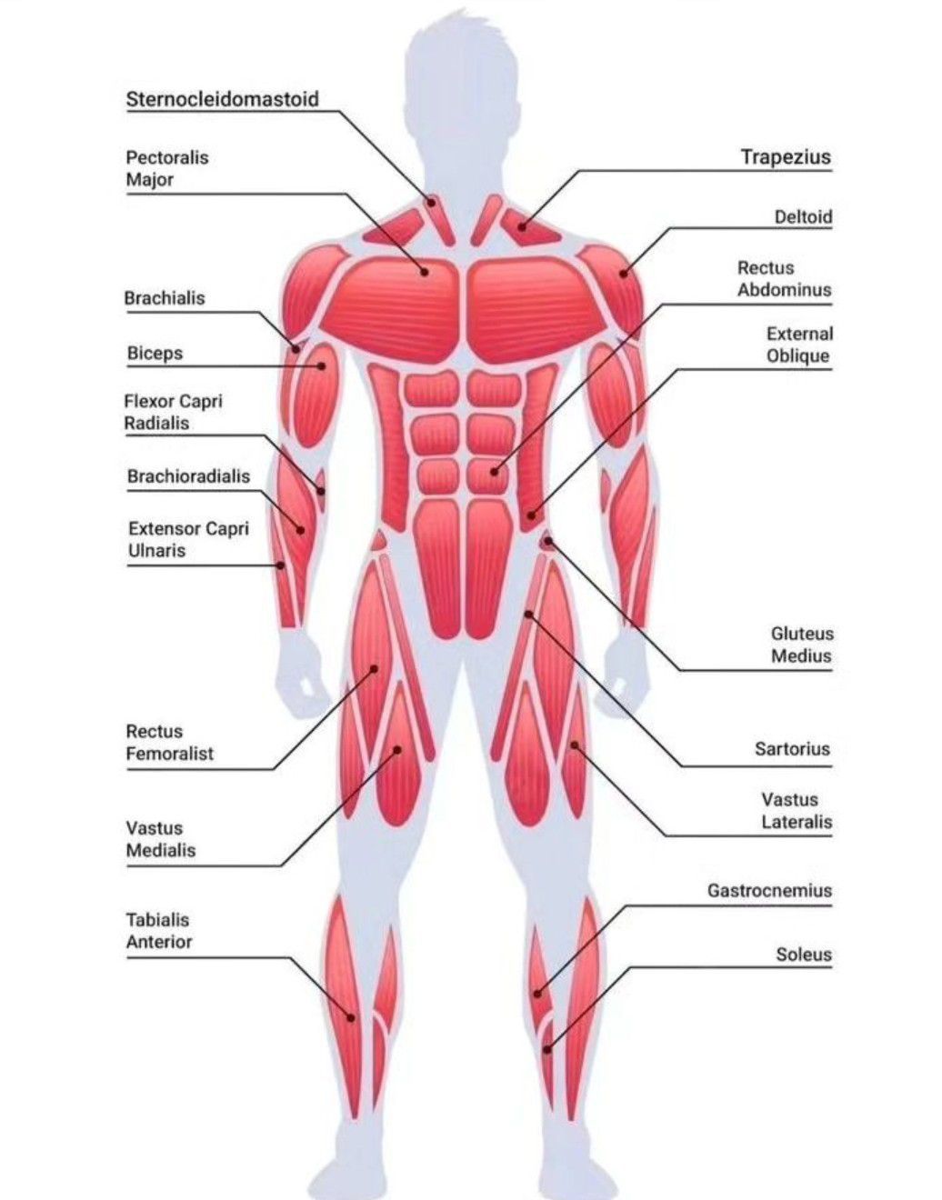 Muscles Review - MEDizzy