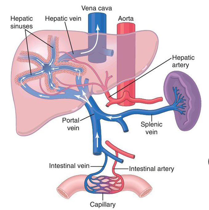 Splanchnic circulation