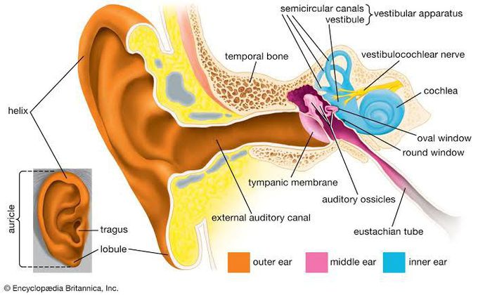 Anatomy of ear