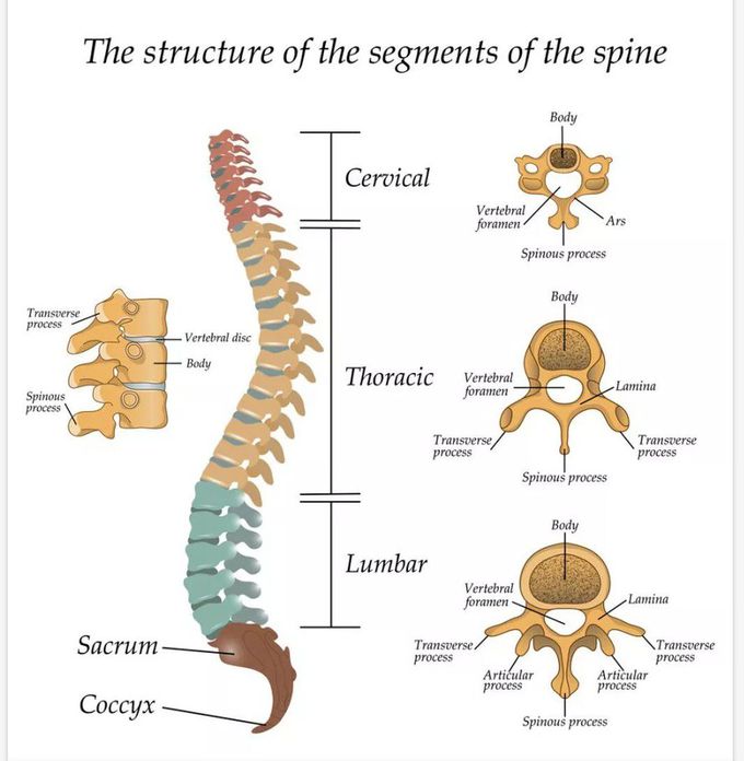 Basics of the spine
