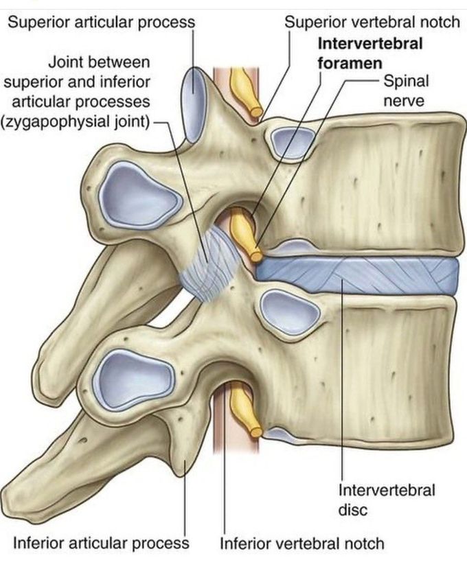 Zygapophysial Joint