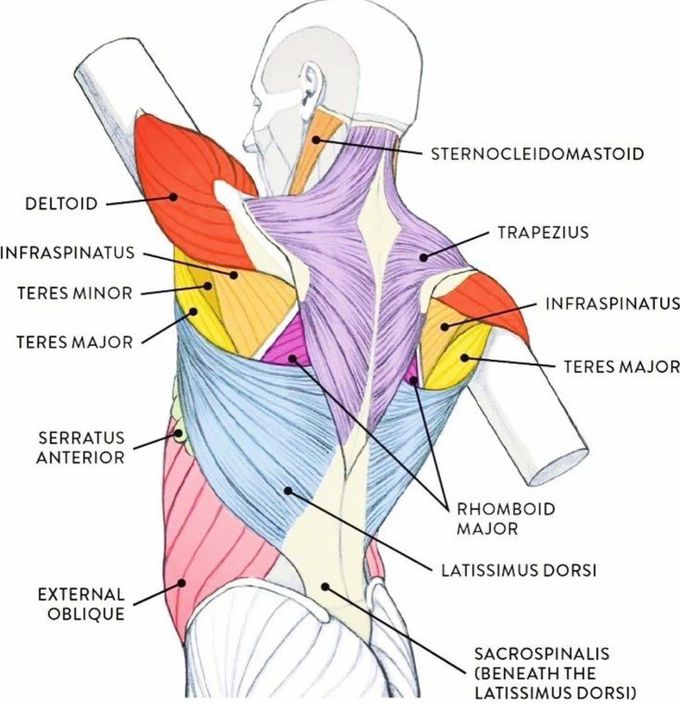 Muscles of the Back - MEDizzy