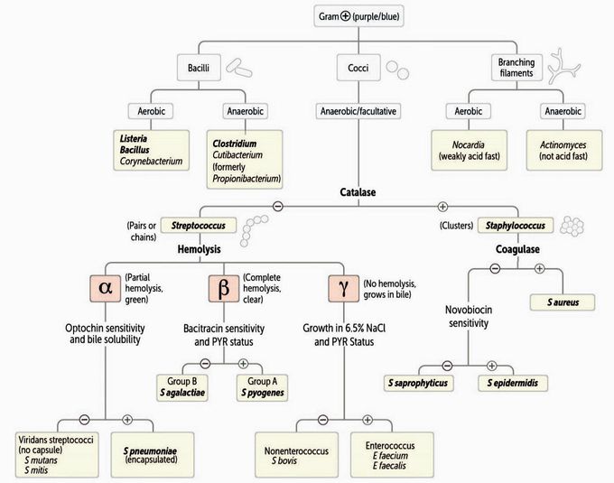 MICROBIOLOGY Gram Positive Organisms