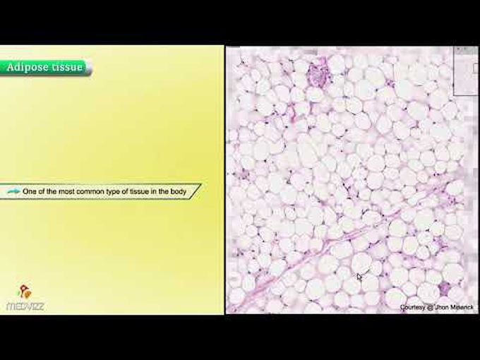 Histology Of Adipose Tissue